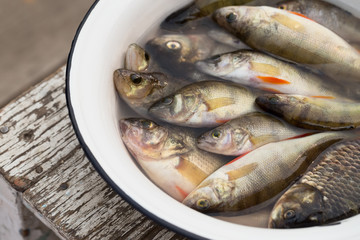 Fish in a white basin with water
