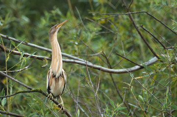 Выпь малая, или волчок