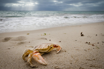 Fototapeta na wymiar Crab on beach