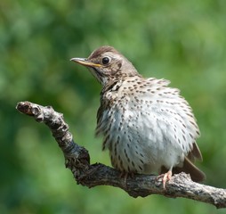 Певчий дрозд