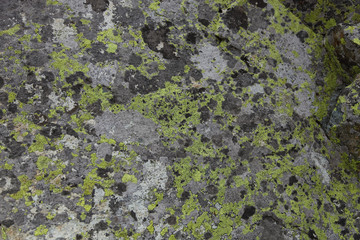 Green moss on the stone texture background