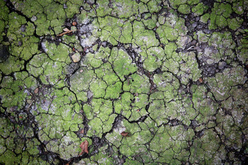Crack dirt  with green plant