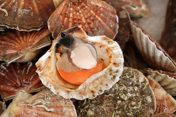 coquilles saint-jacques © ALF photo