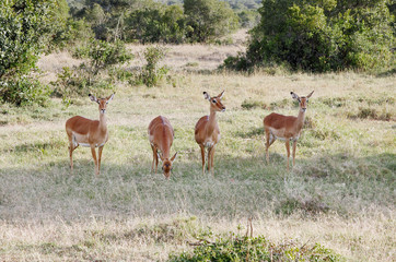 Naklejka na ściany i meble Piękne Impala wypasu w łąki sawannie, Kenia