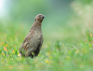 Перепел, Quail