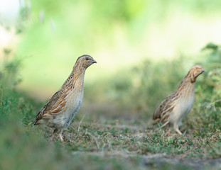 Перепел, Quail