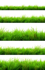 green grass summer isolated on white background