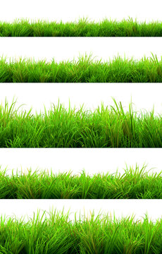 green grass summer isolated on white background