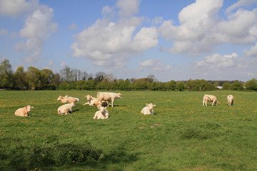 Fototapeta premium vaches