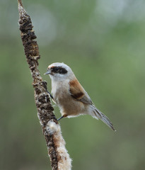 Ремез, Remez © alex_bor