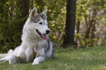Siberian Husky