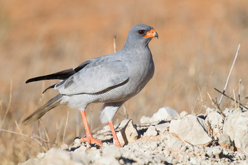 Fototapeta premium Pale Chanting Goshawk feeding on red sand dune among dry grass i