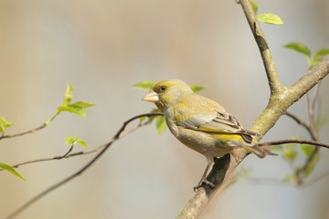 Greenfinch - Carduelis chloris on a branch