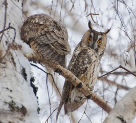 Ушастые совы, Long-eared owl