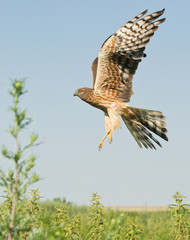 Луговой лунь, Wiese Lun