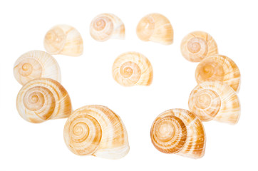 Circle of spiral shells isolated