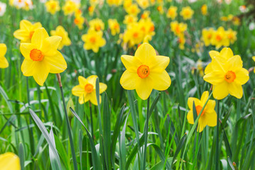 Spring field full of yellow narcises