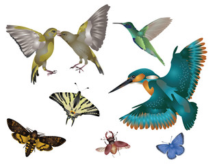 Amazing nature set - world of wings
