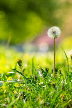 white dandelion on green grass blur background