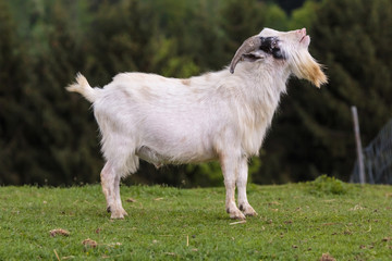 pygmy goat "Capra aegagrus f. hircus"