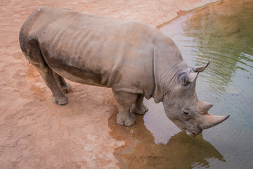 Obraz premium rhino at the watering