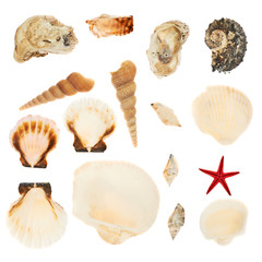 Set of multiple seashells isolated