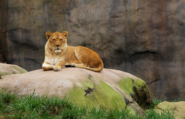 Watching Lioness