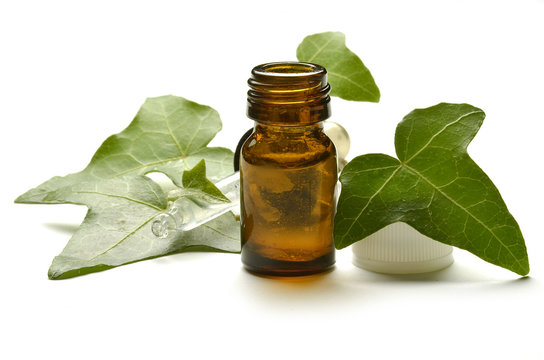 Hedera Ivy Edera Efeu Bluszcz Плющ קיסוס