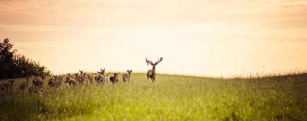 Muurstickers Kudde damherten die op bosopen plek lopen © ryszard filipowicz