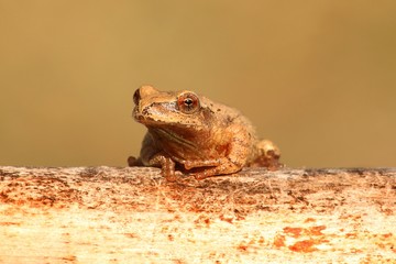 Spring Peeper (Pseudacris crucifer)