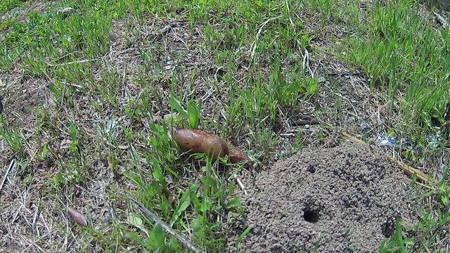 Active Slug Timelapse