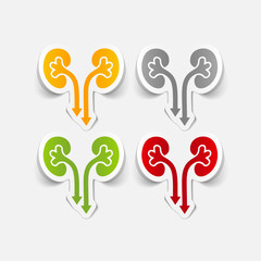 realistic design element: kidneys, medical