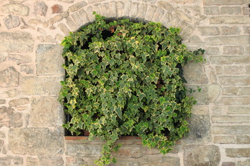 Green ivy growing