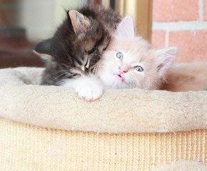 Obraz premium puppies of siberian cat at one month