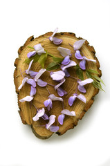 Wisteria frutescens Глициния Glicine フジ属 Blauregen