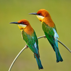 Chestnut-headed Bee-eater