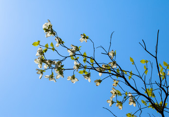 White flowering dogwood tree in bloom in sunlight