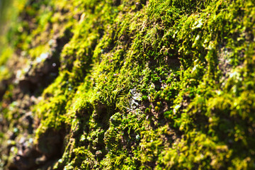 Green moss texture