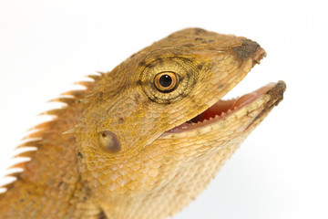 Closeup Lizard small reptile