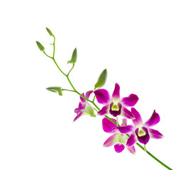 Fototapeta na wymiar Orchind pojedyncze białe tło