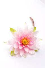 Fototapeta premium Lotus flower isolated white background