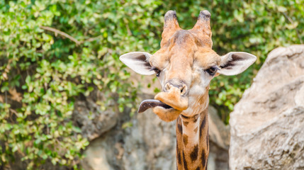 Giraffe