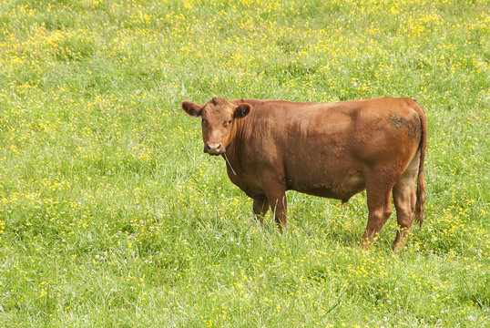 Ranch With Red And Black Angus Steers