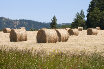 Large round grass hay bales in a summer field 