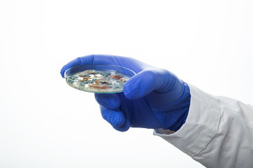 Petri dish with Penicillium fungi - 63837087