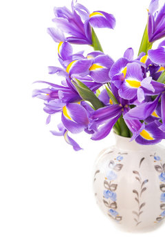 Iris flowers on white background
