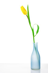 Tulip in vase