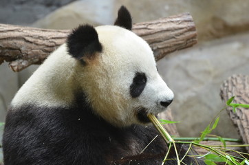 Panda géant