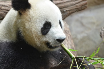 Panda géant