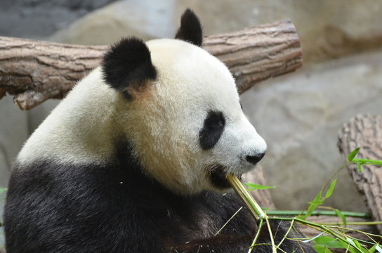 Fototapeta Panda géant